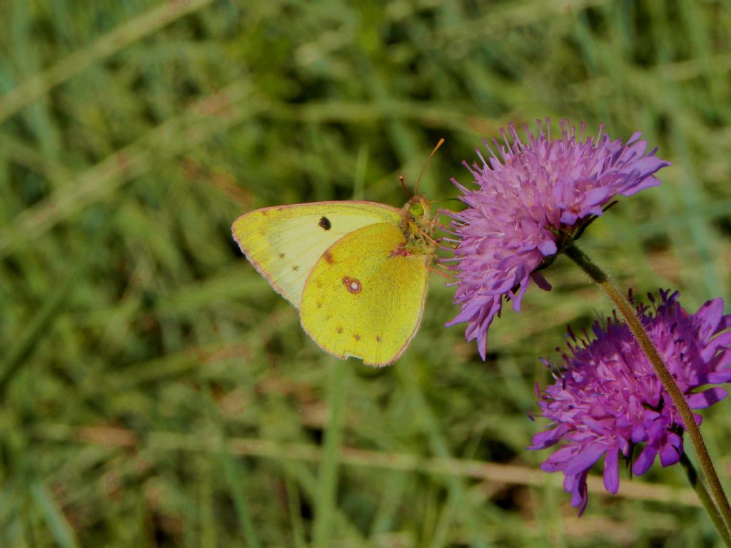 conferma identificazione - Colias crocea e Colias sp.